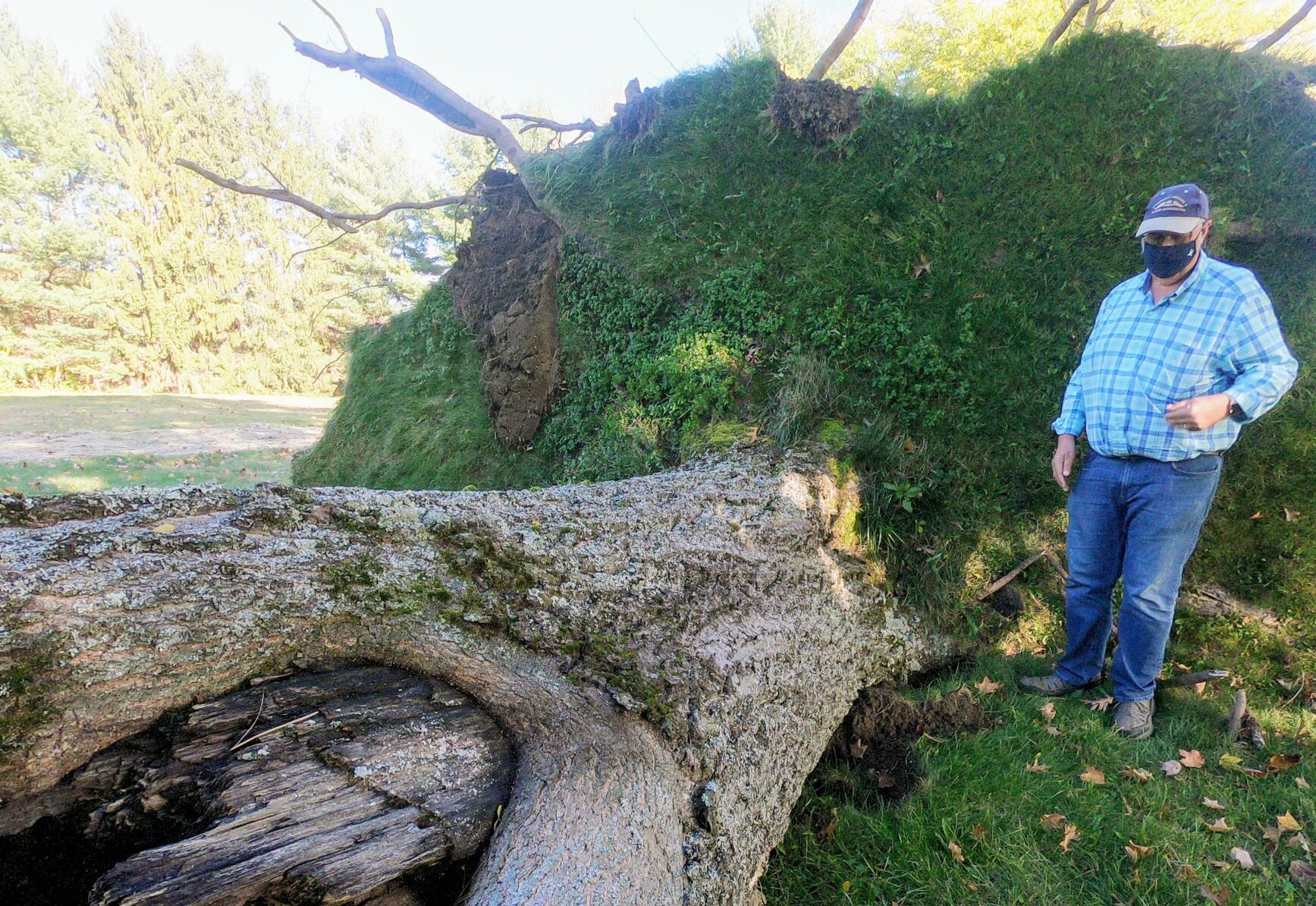 Tugaw Oak